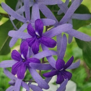 Petrea volubilis - Liane St Jean / Sandpaper vine - (graines/seeds)