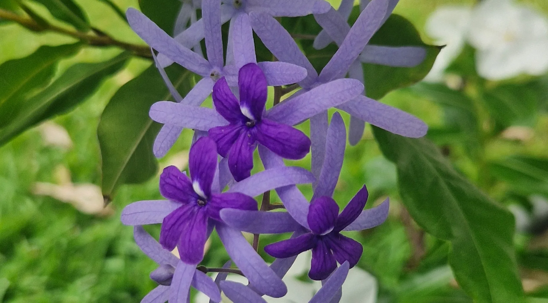 Petrea volubilis - Liane St Jean / Sandpaper vine - (graines/seeds)
