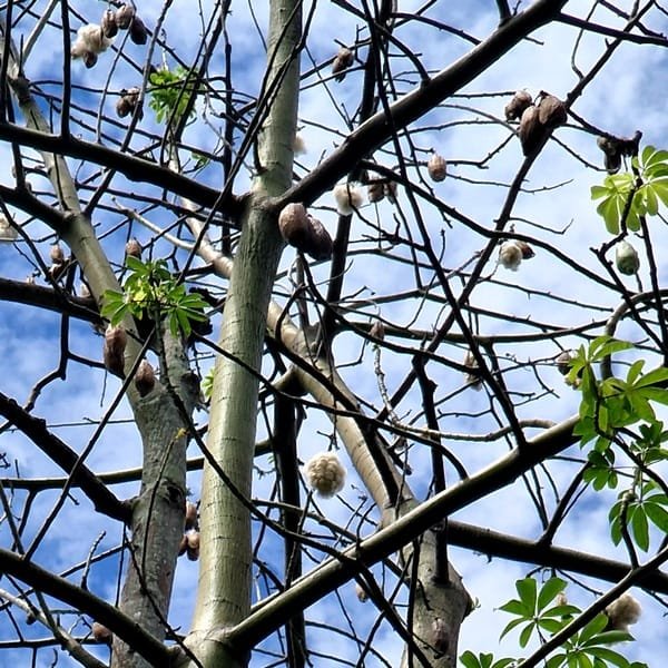 Ceiba pentandra / kapok tree / kapokier -(graines/seeds)