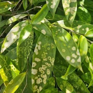Dracaena surculosa (var. maculata) / gold dust dracaena / dragonnier balsamique -(graines/seeds)
