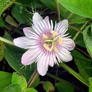 Passiflora vesicaria / Love in a mist / Nigelle de Damas - (graines/seeds)