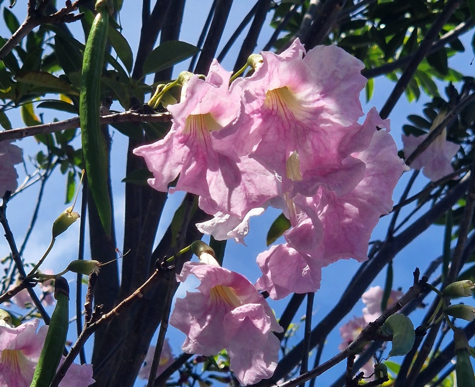 Tabebuia rosea / Pink poui / Tubébuia rose - (graines/seeds) – Image 4
