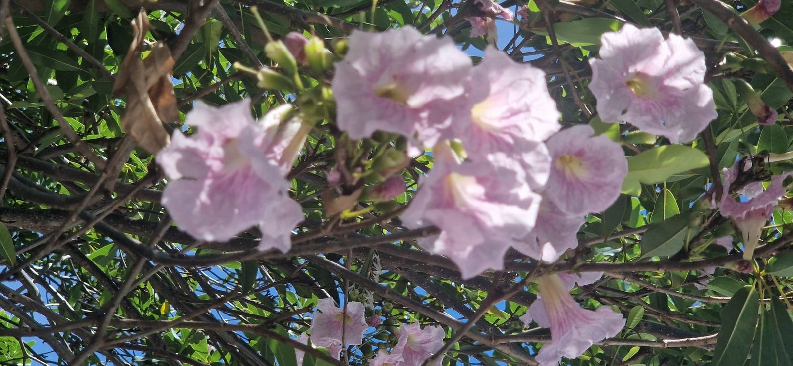 Tabebuia rosea / Pink poui / Tubébuia rose - (graines/seeds) – Image 3