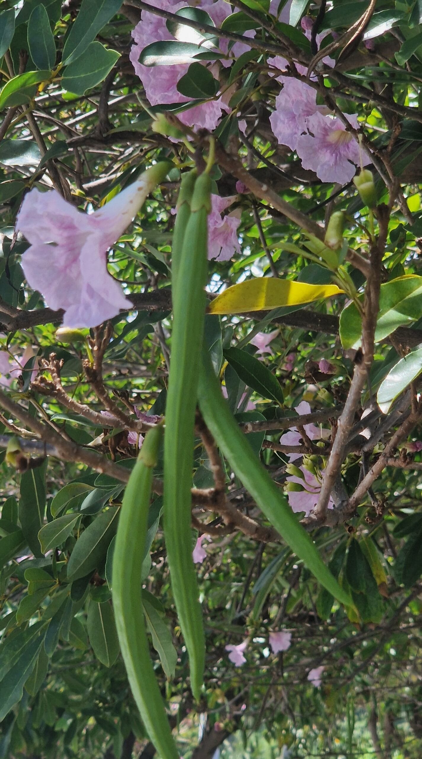 Tabebuia rosea / Pink poui / Tubébuia rose - (graines/seeds) – Image 5