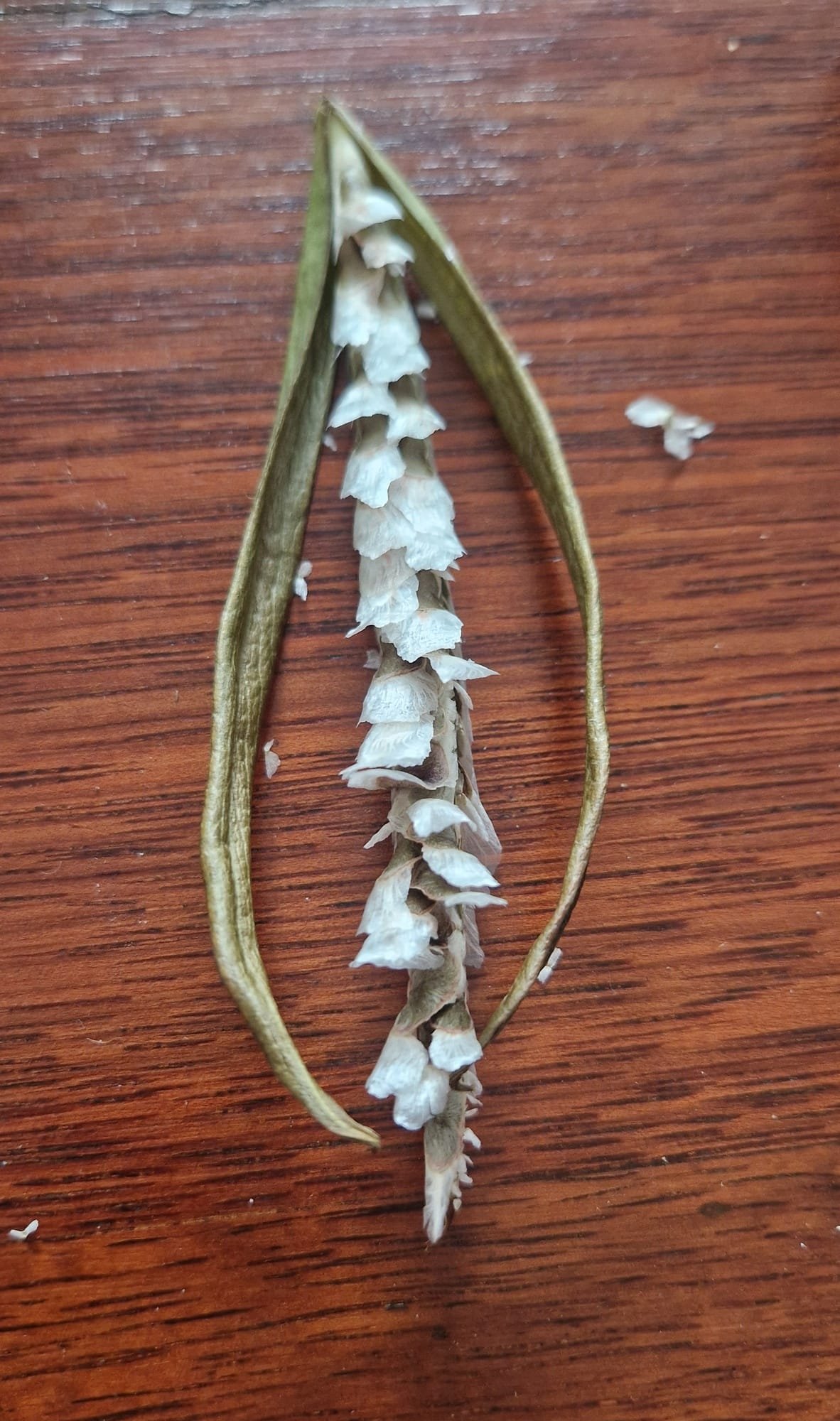 Tabebuia rosea / Pink poui / Tubébuia rose - (graines/seeds) – Image 7