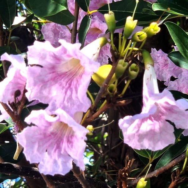 Tabebuia rosea / Pink poui / Tubébuia rose - (graines/seeds)
