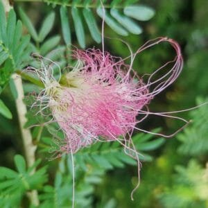Calliandra surinamensis / Pink powderpuff  / Pompon du marin - (graines/seeds)