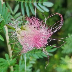 Calliandra surinamensis / Pink powderpuff  / Pompon du marin - (graines/seeds)