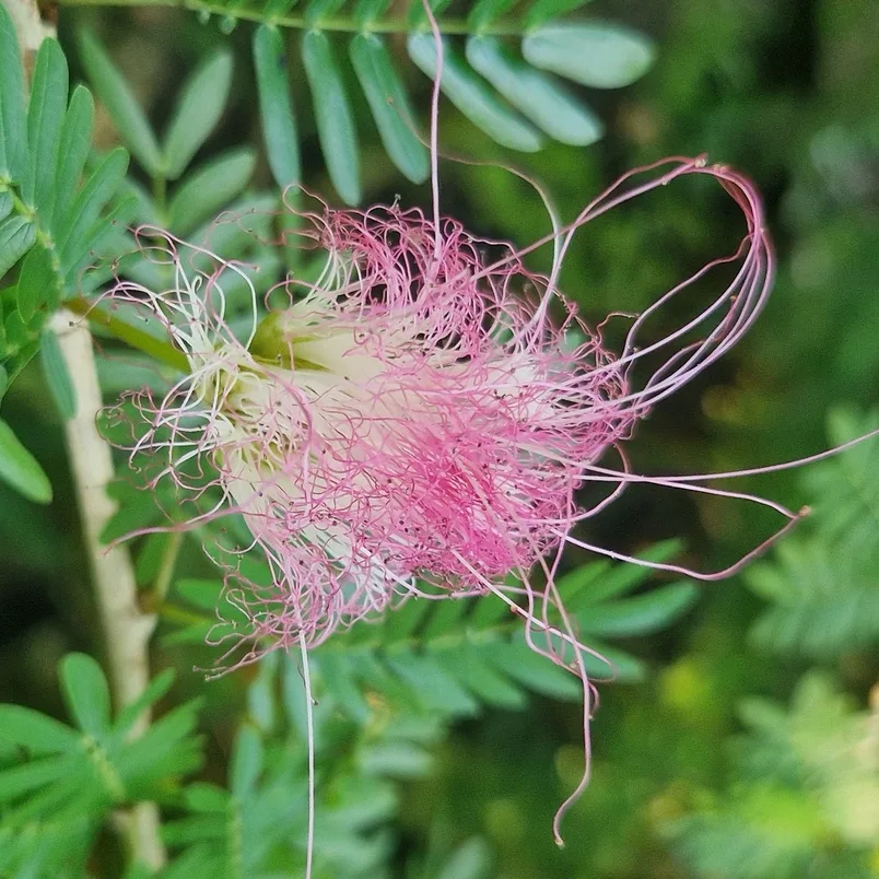 Calliandra surinamensis / Pink powderpuff  / Pompon du marin - (graines/seeds)