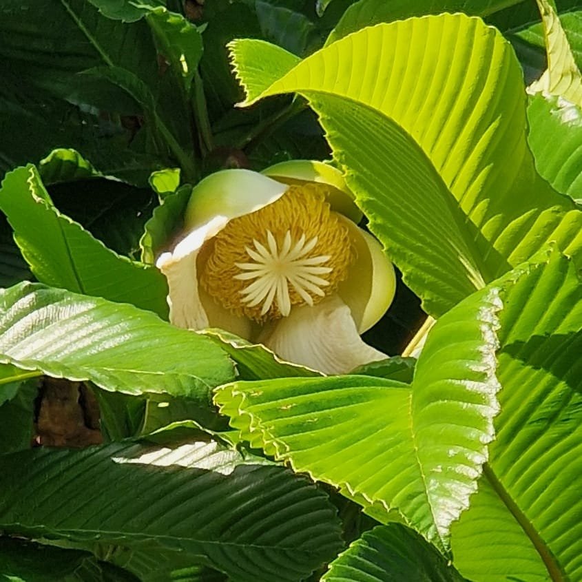 Dillenia indica/ Elephant apple/ Pomme d'éléphant - (Graines/seeds)