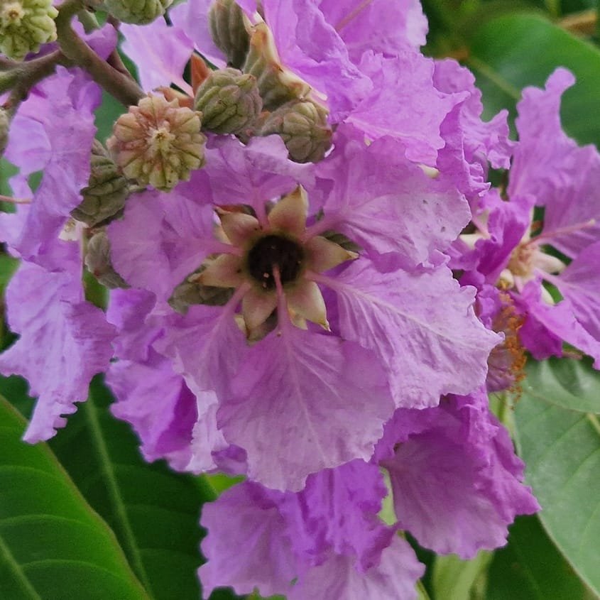 Lagerstroemia speciosa / Queen's flower / Lilas des Indes- (graines/seeds)