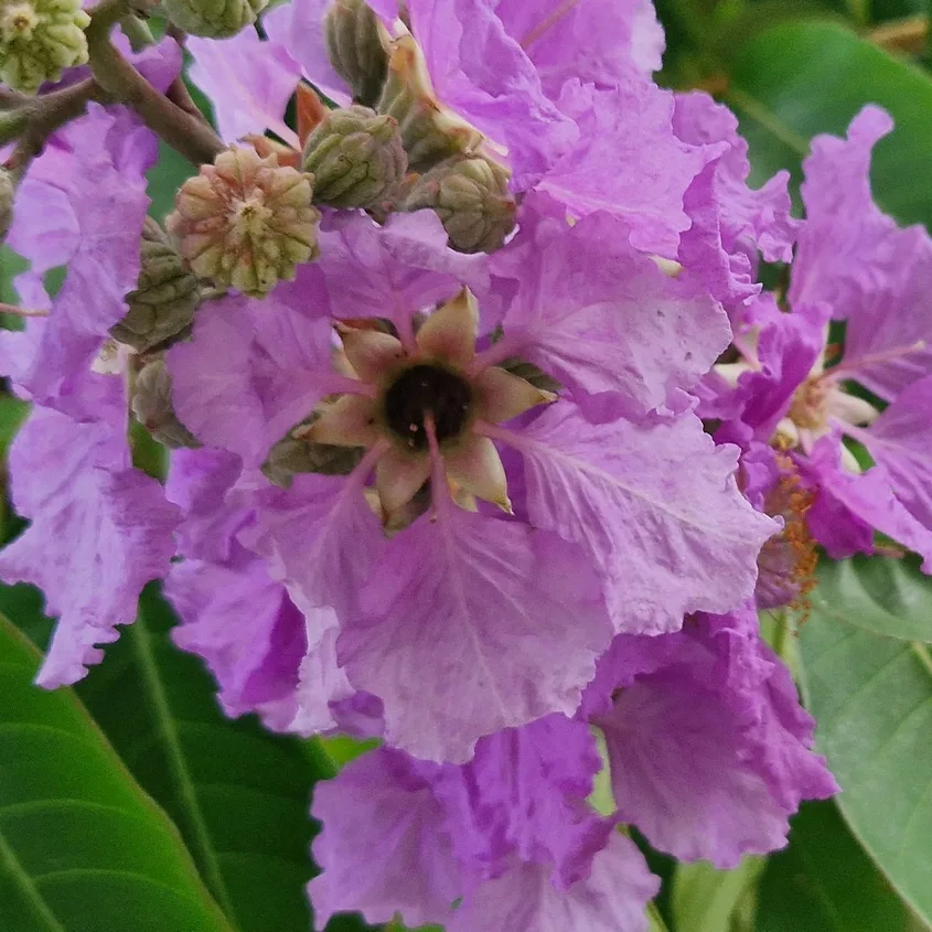 Lagerstroemia speciosa / Queen's flower / Lilas des Indes- (graines/seeds)