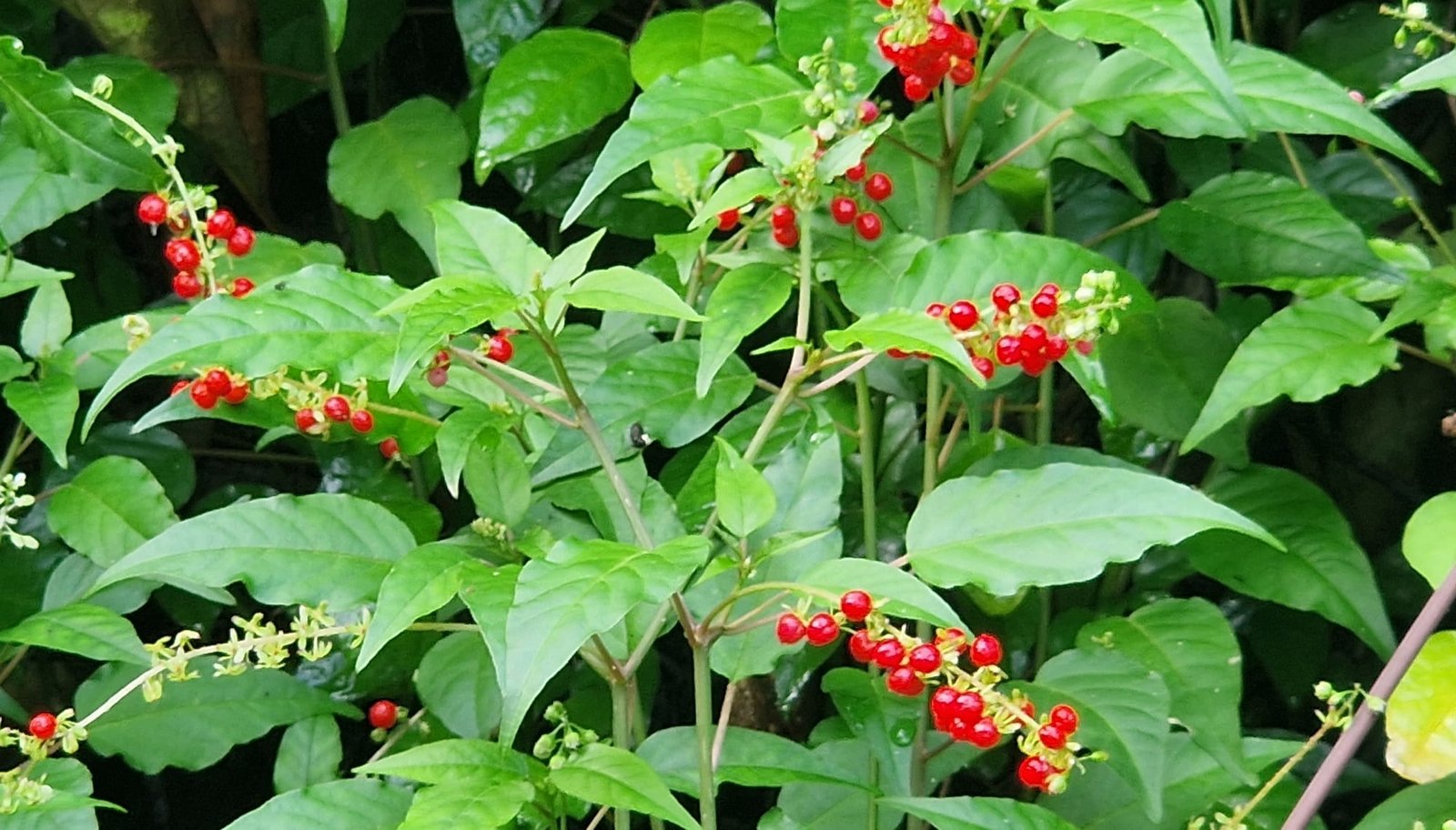 Rivina humilis / Blood plant / Cerise des oiseaux - (graines/seeds) – Image 4