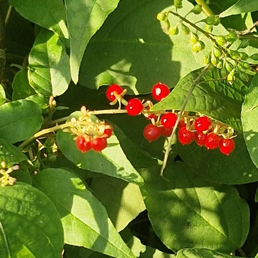 Rivina humilis / Blood plant / Cerise des oiseaux - (graines/seeds)