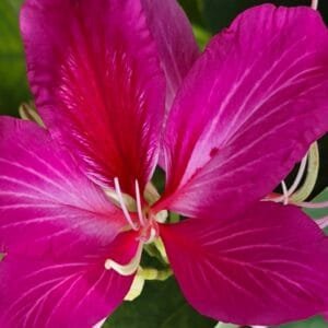 Bauhinia purpurea- Arbre aux orchidées / Purple orchid tree (graines/seeds)
