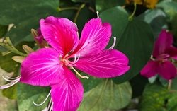 Aperçu du produit Bauhinia purpurea