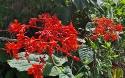 Aperçu du produit Clerodendrum speciosissimum