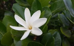 Aperçu du produit Gardenia taitensis