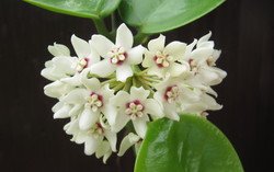 Aperçu du produit Hoya australis
