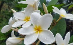 Aperçu du produit Plumeria rubra (type 1-White)