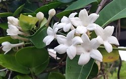 Aperçu du produit Stephanotis floribunda